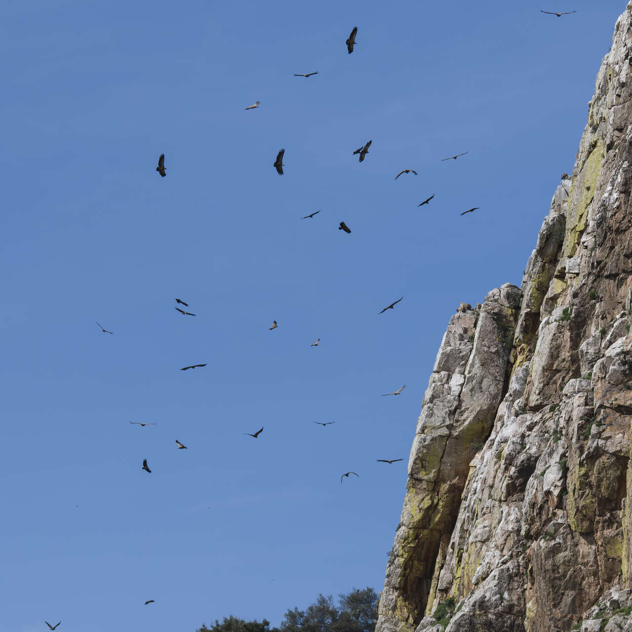 Ballet de vautours dans le ciel de Monfragüe en Espagne