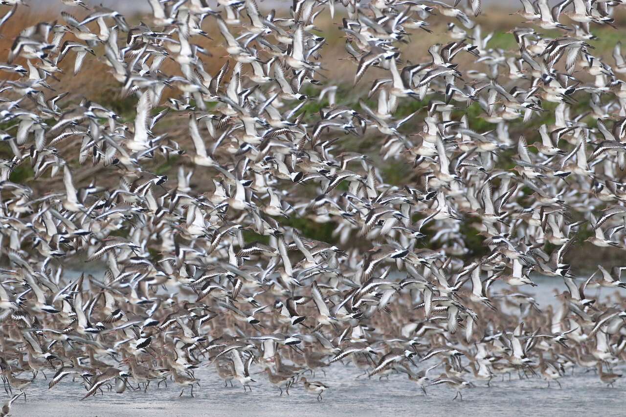 Barges à queue noire en envol au-dessus des marais