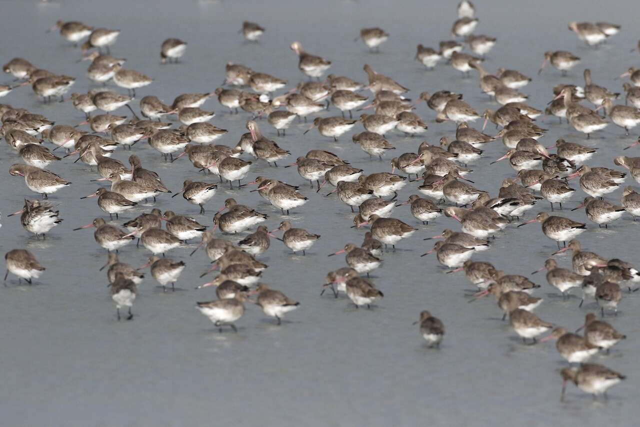 Barges à queue noire rassemblées en zone humide
