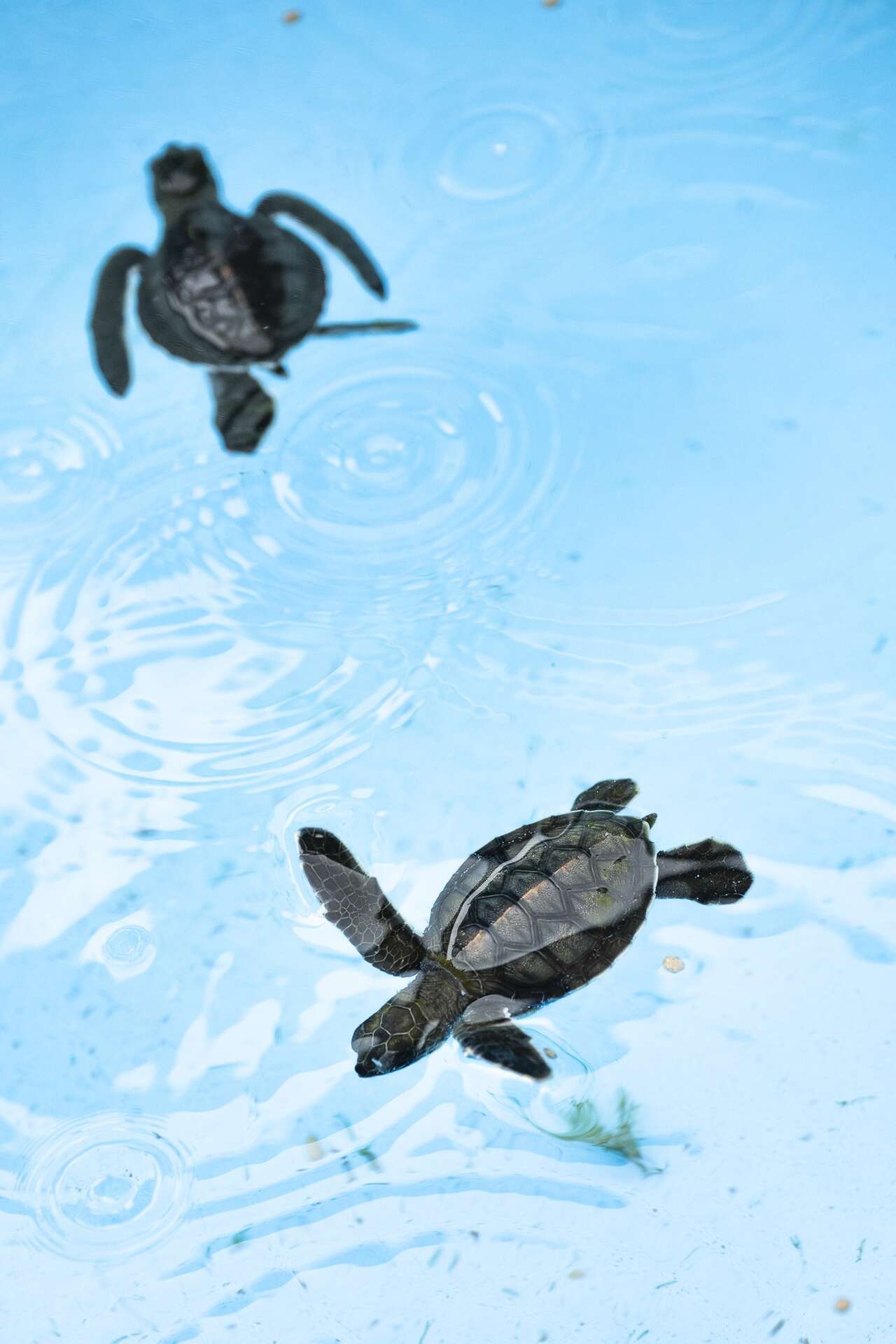 Bébés tortues vertes nageant en bassin au centre Kelonia à La Réunion