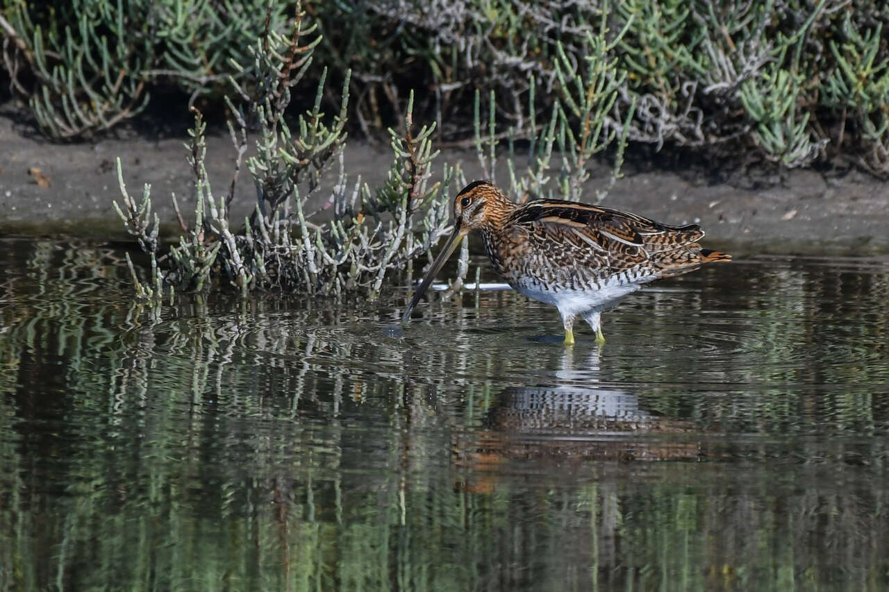 Bécassine des marais (Gallinago gallinago) cherchant sa nourriture dans les marais de Camargue
