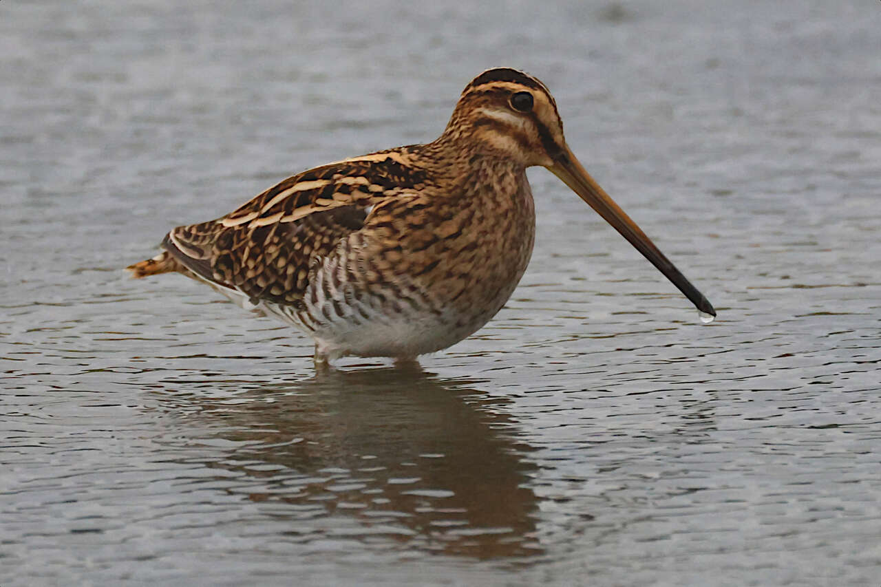 Bécassine des marais sondant la vase avec son long bec