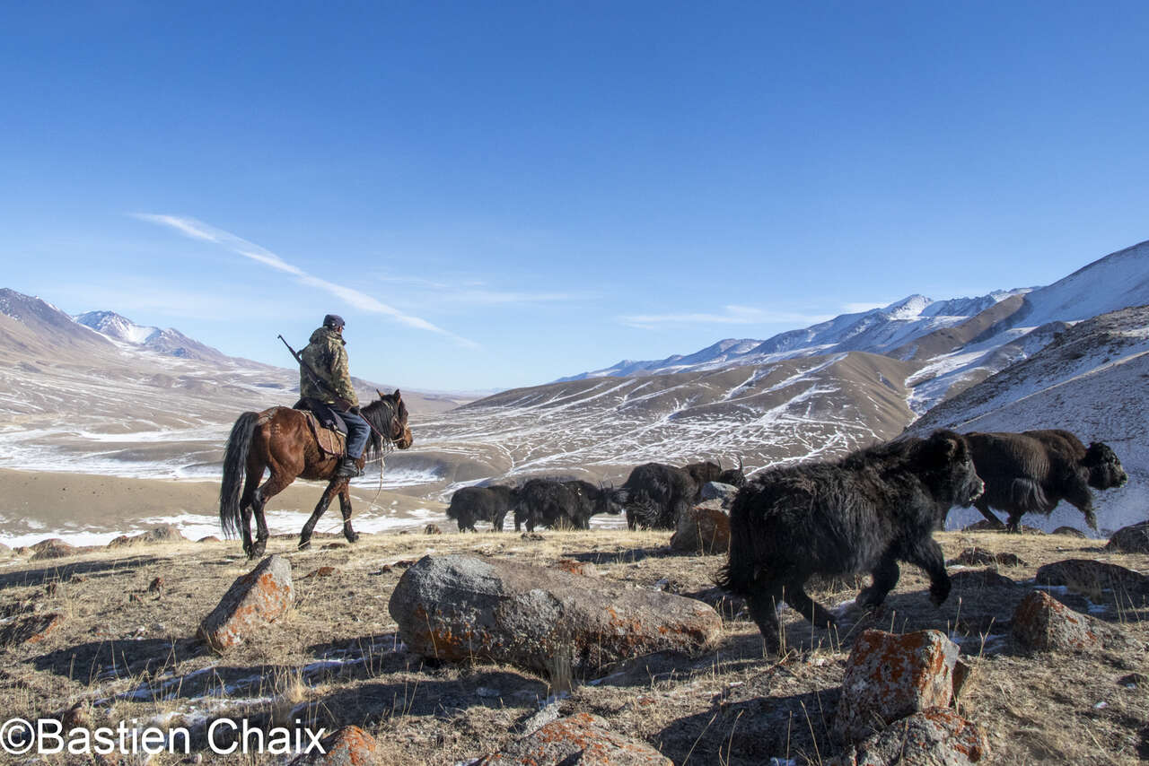 Berger de Yack à cheval en Kirghizie - Voyage Amarok l'Esprit Nature