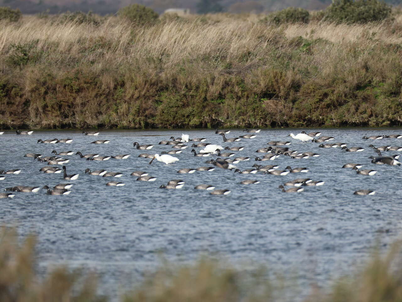 Bernaches cravants et spatules – zone humide littorale