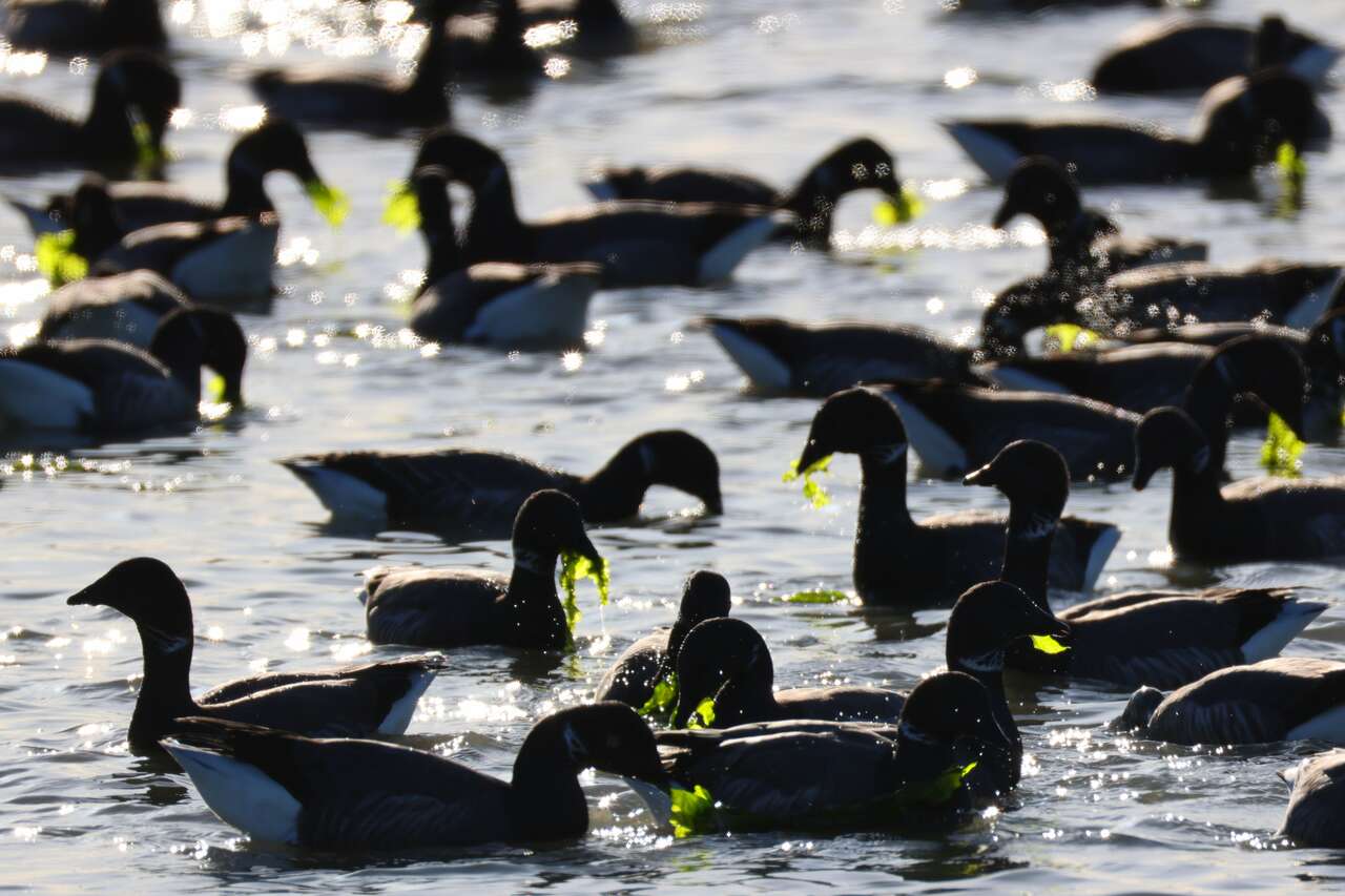 Bernaches cravants se nourrissant d’algues dans une lagune côtière