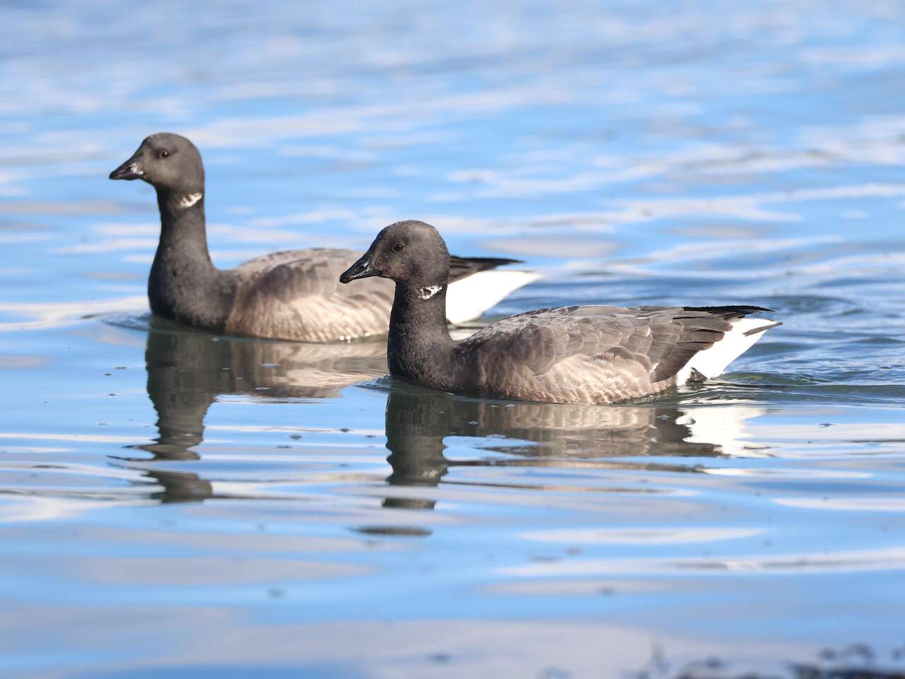 Bernaches cravants sur un plan d’eau côtier