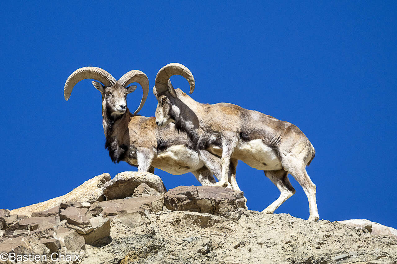 Bharals sur les falaises rocheuses du Ladakh