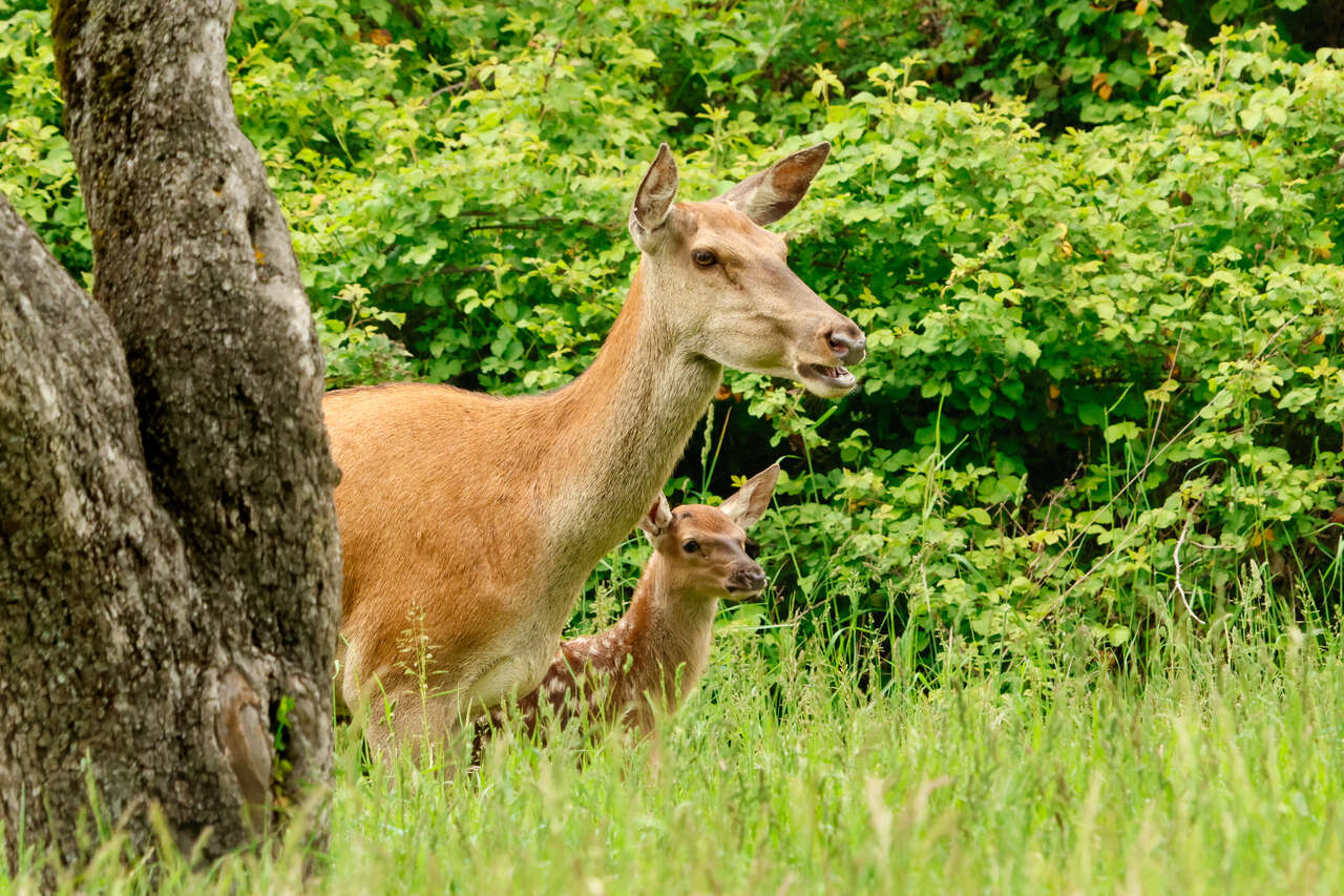 Biche accompagnée de son faon dans une clairière des Abruzzes