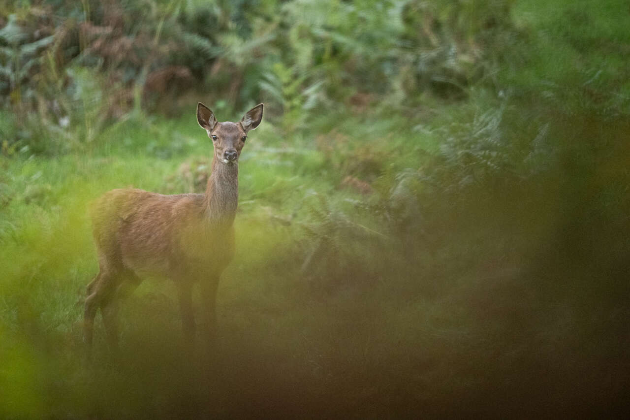 Biche observée à travers la végétation dans une forêt du Cantal