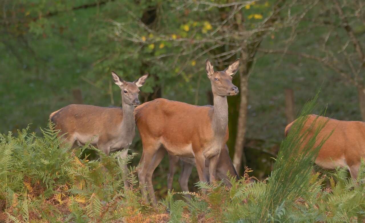 Biches rassemblées en lisière de forêt pendant le brame du cerf