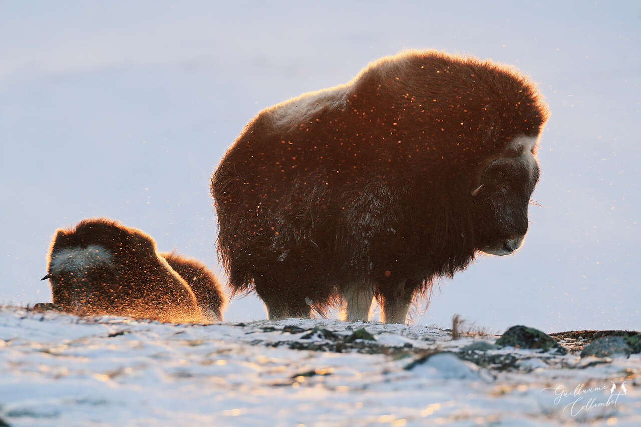 Bœufs musqués dans la toundra enneigée de Norvège