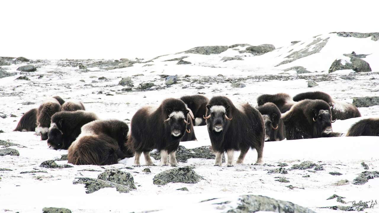 Boeufs Musqués dans le parc de Dovrefjell