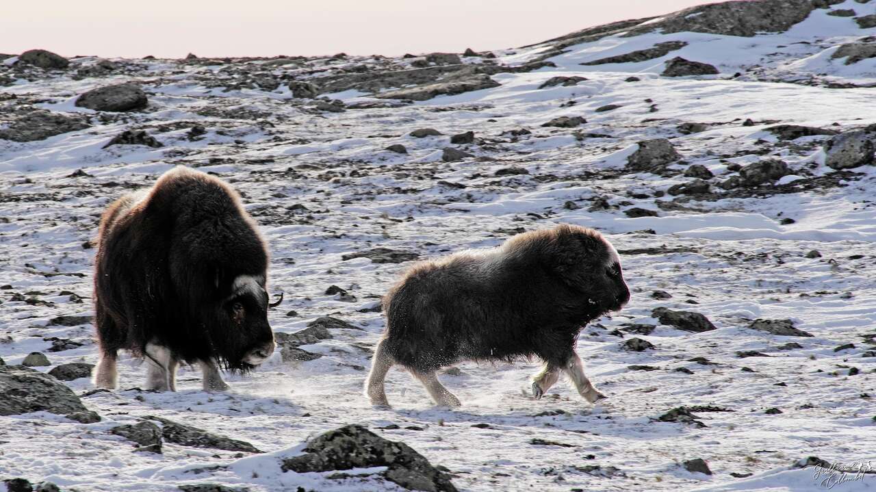 Boeufs Musqués en Norvège