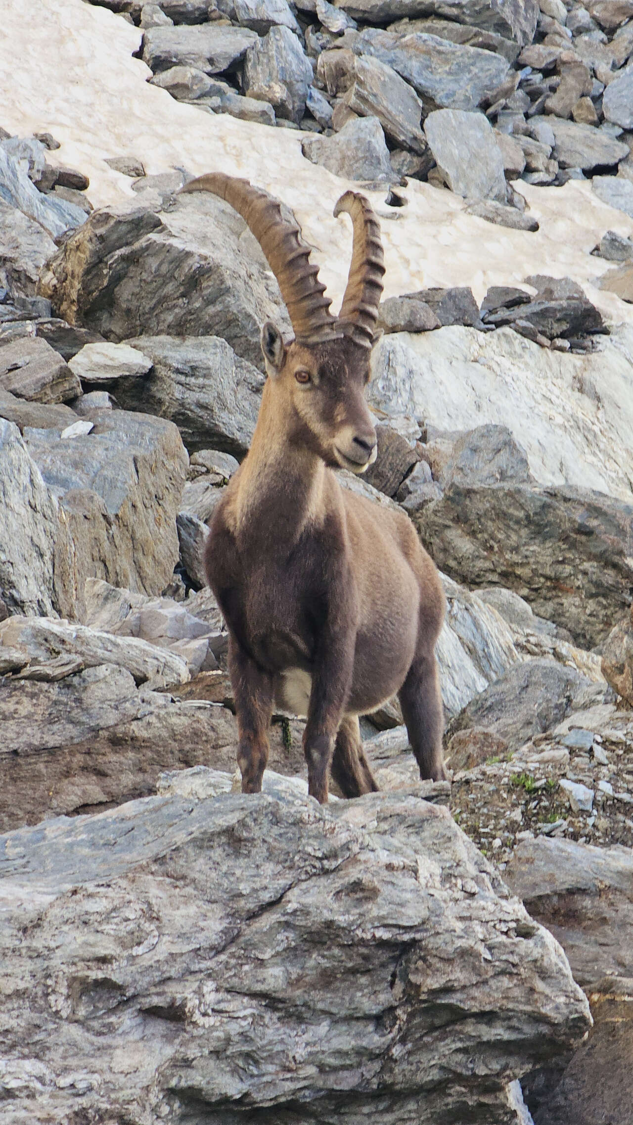 Bouquetin dans les rochers des Alpes du Sud