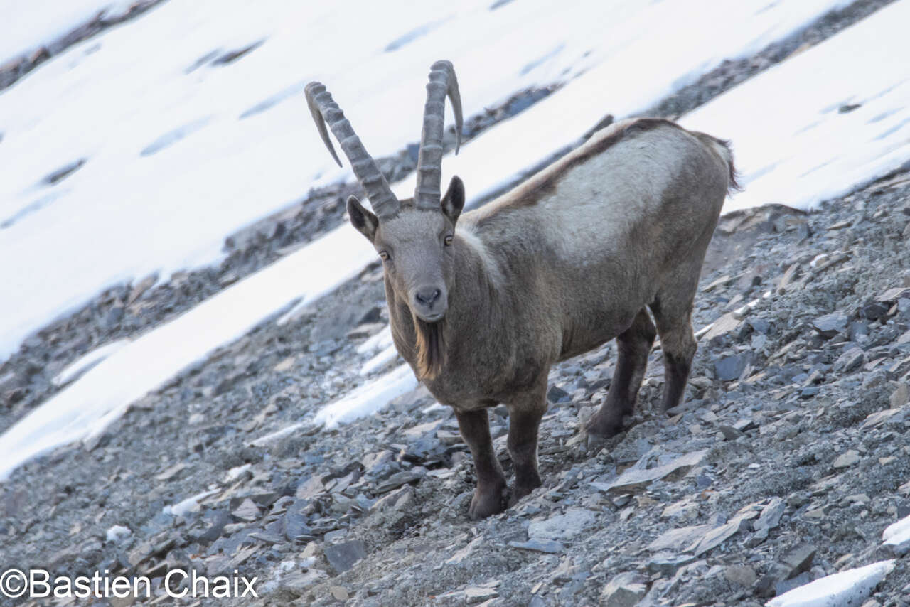 Bouquetin de Sibérie (Capra ibex) mâle en Kirghizie  - Observation naturaliste Amarok l'Esprit Nature