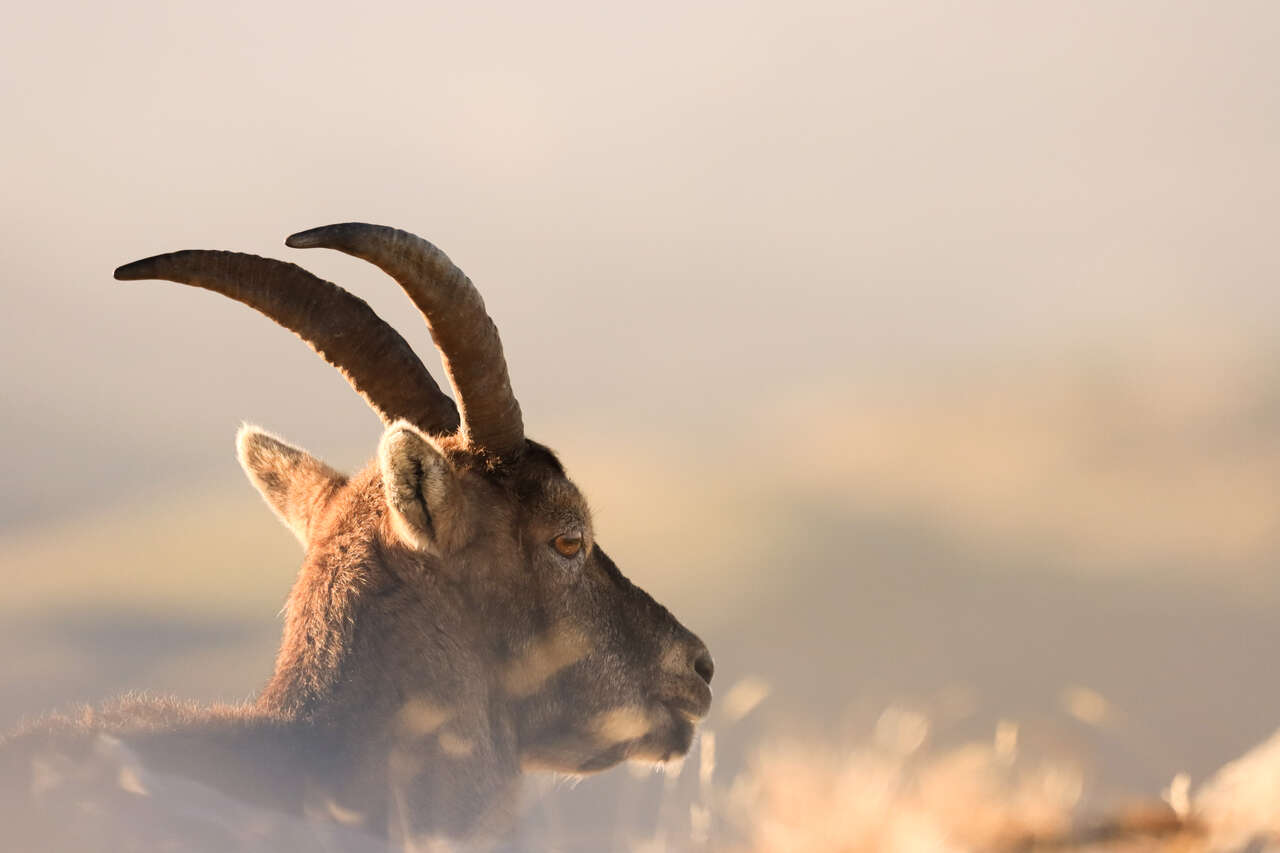 Bouquetin des Alpes au lever du jour dans les montagnes de Maurienne