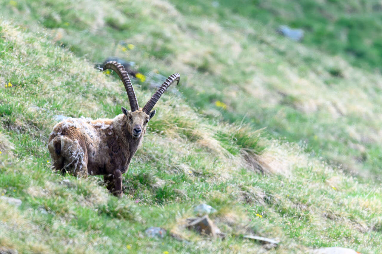 Bouquetin des Alpes en période de mue sur un versant de montagne