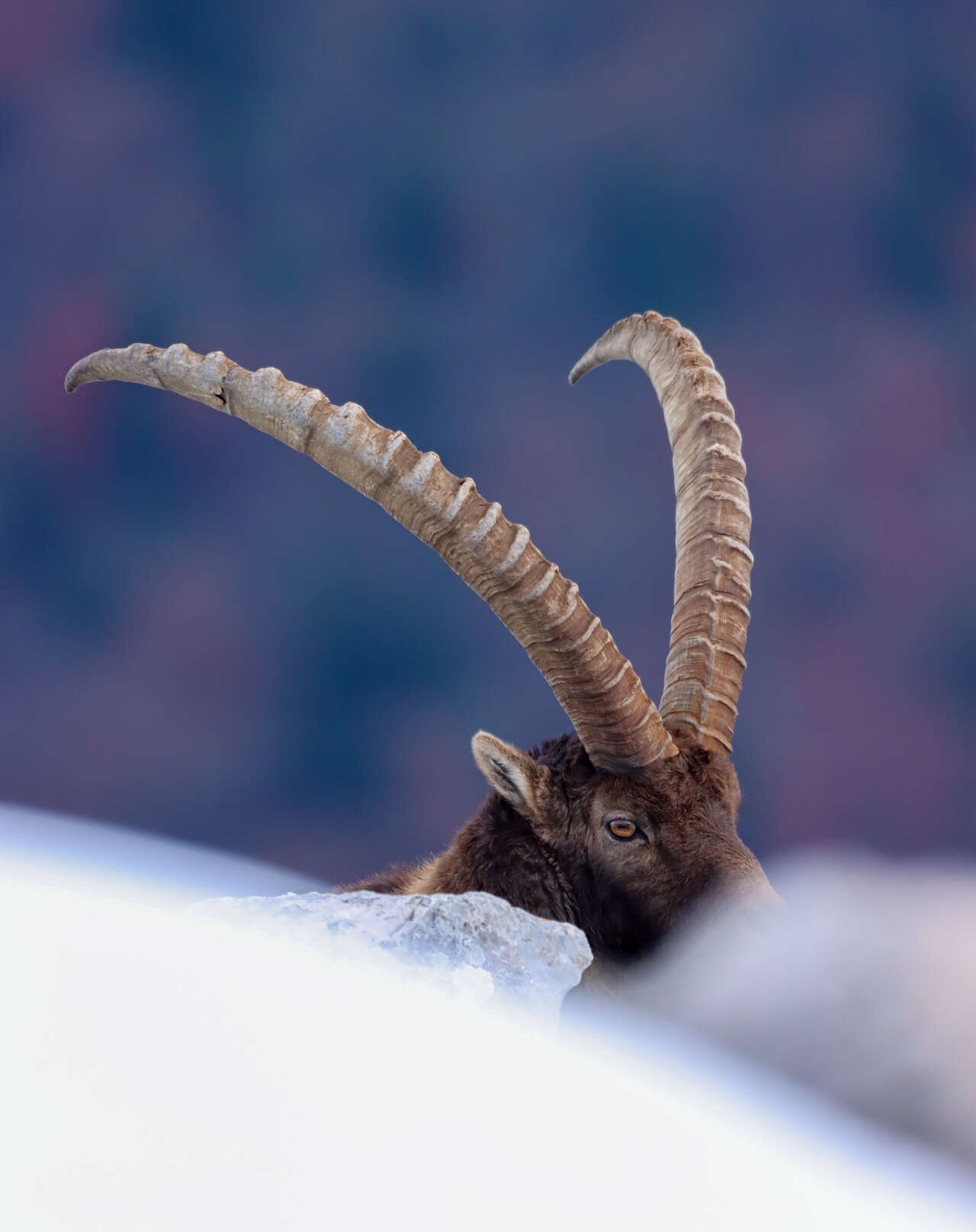 Bouquetin des Alpes mâle dans la neige en Maurienne – observation faune alpine