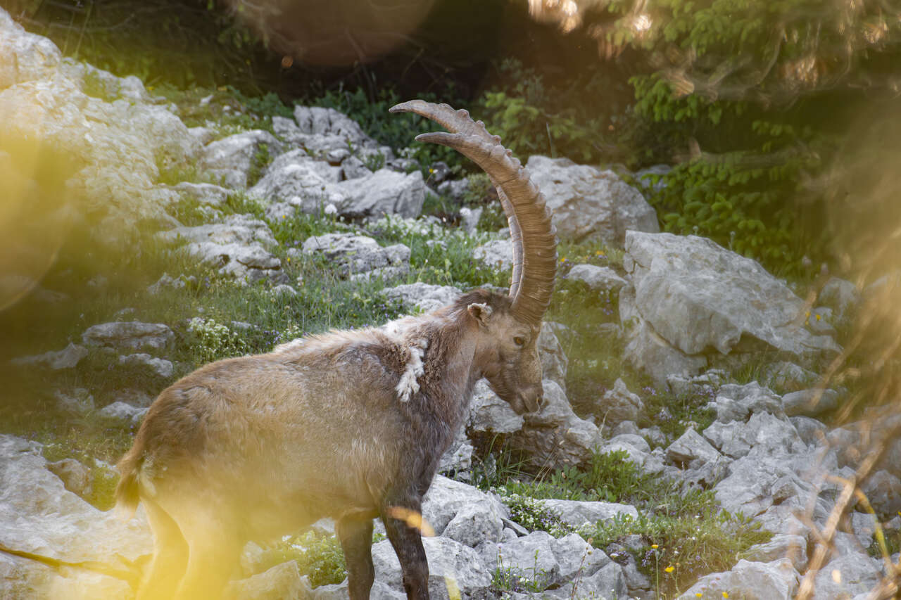 Bouquetin mâle dans les paysages rocheux des Hauts Plateaux du Vercors