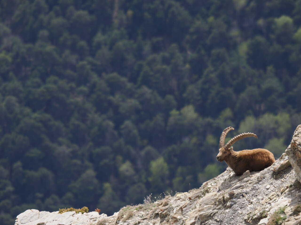 Bouquetin mâle sur une pente rocheuse dans les Alpes du Sud