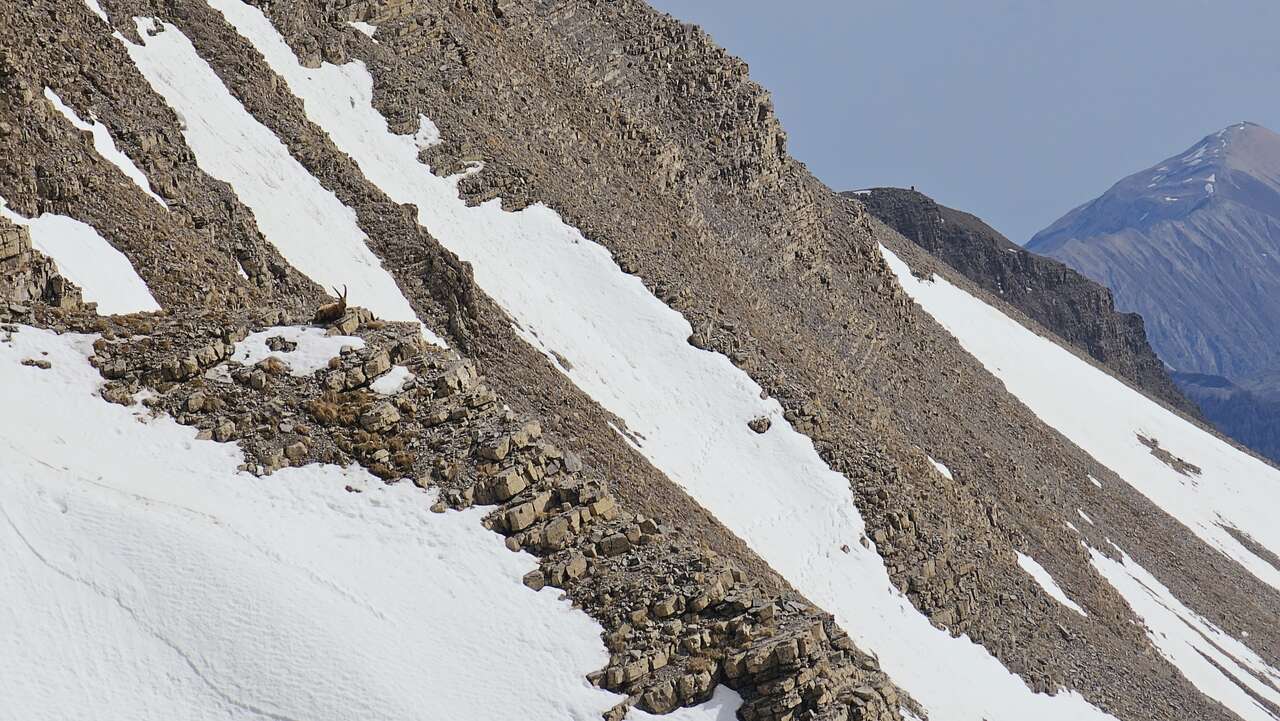 Bouquetin sur une pente rocheuse encore enneigée au printemps