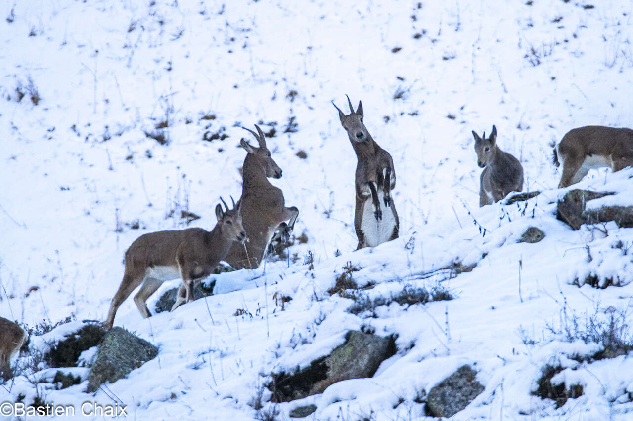 Bouquetins de Sibérie sur un versant enneigé de haute montagne