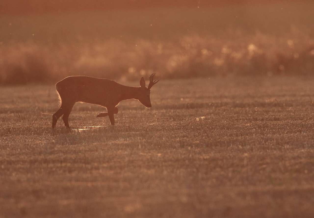 Brocard au lever du jour – campagne bretonne