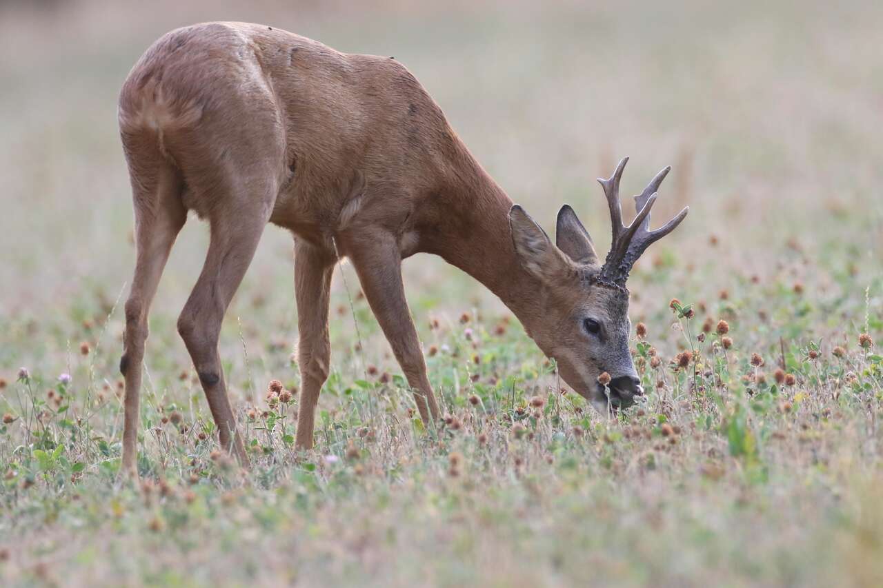 Brocard dans le bocage breton