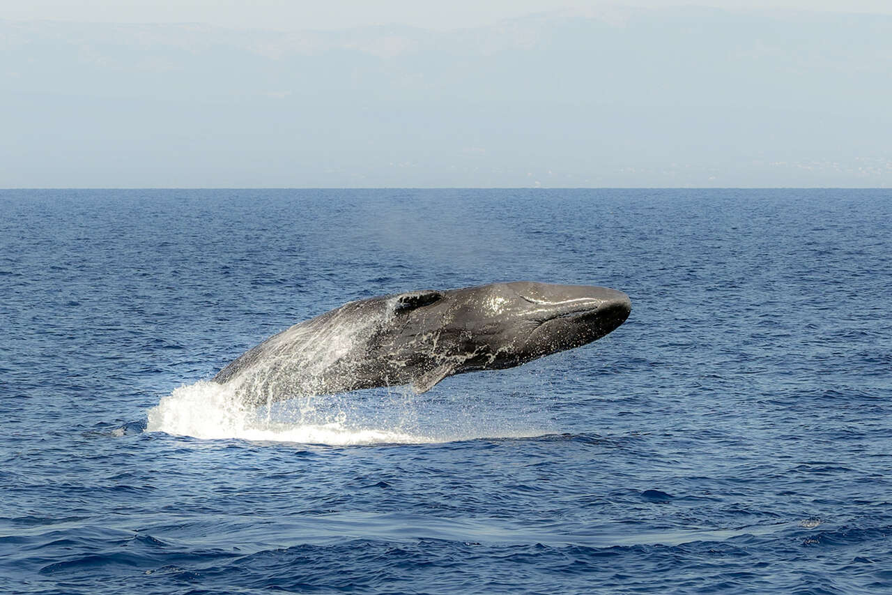 Cachalot bondissant hors de la Méditerranée, son corps massif entièrement émergé au-dessus des vagues