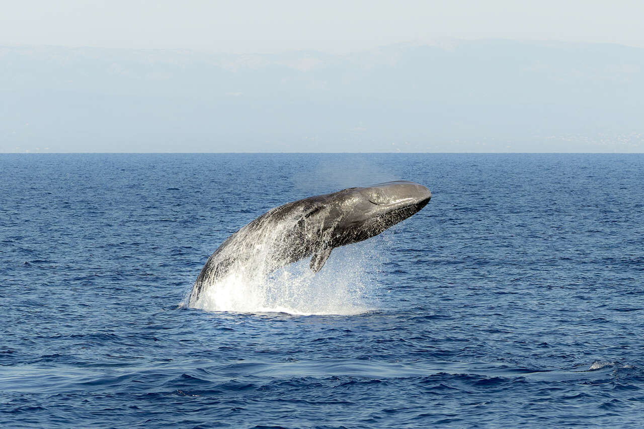 Cachalot jaillissant de la mer en projetant une gerbe d'eau lors d'un saut spectaculaire