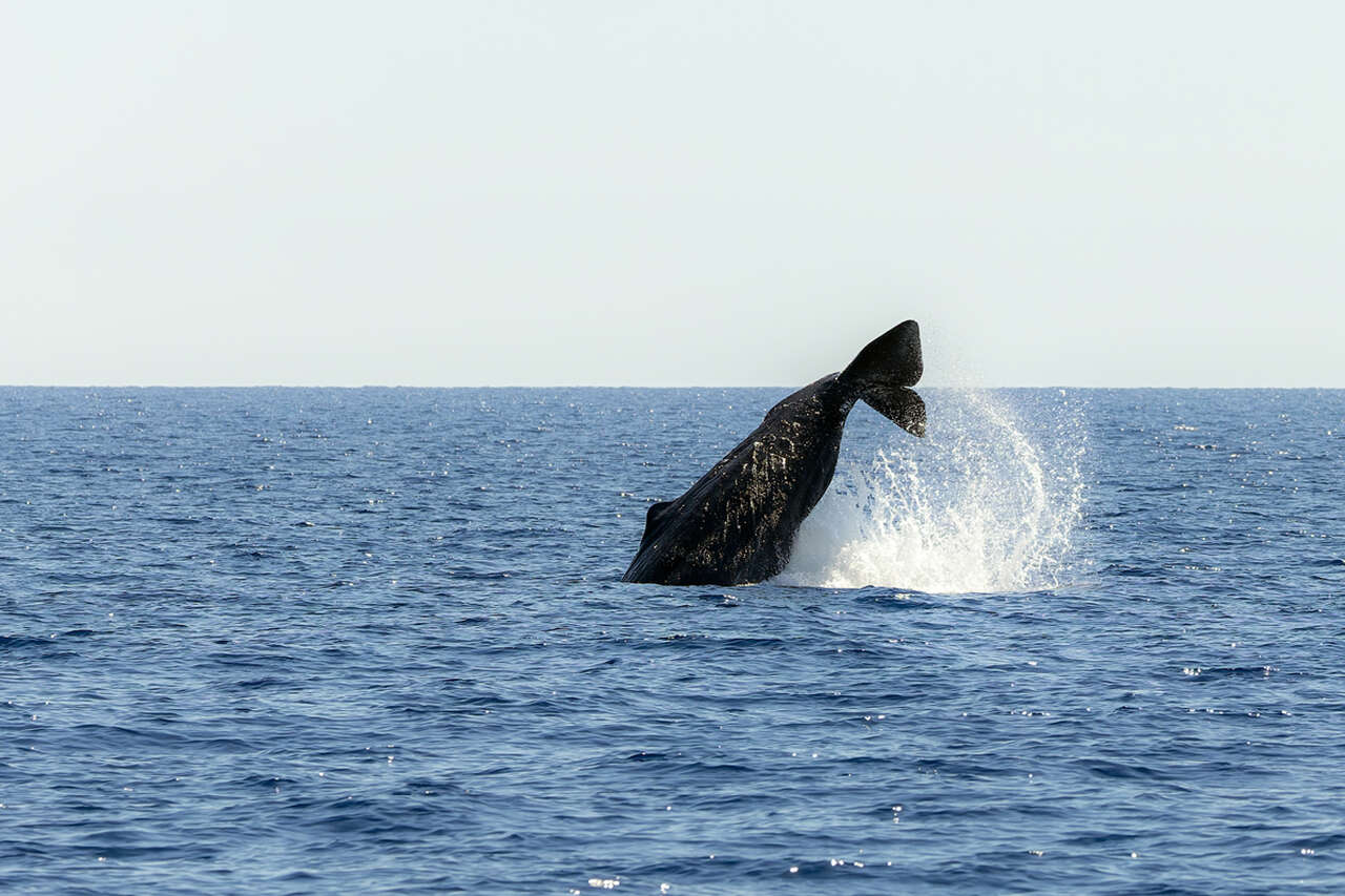 Cachalot replongeant dans la mer Méditerranée, la nageoire caudale encore dressée hors de l'eau
