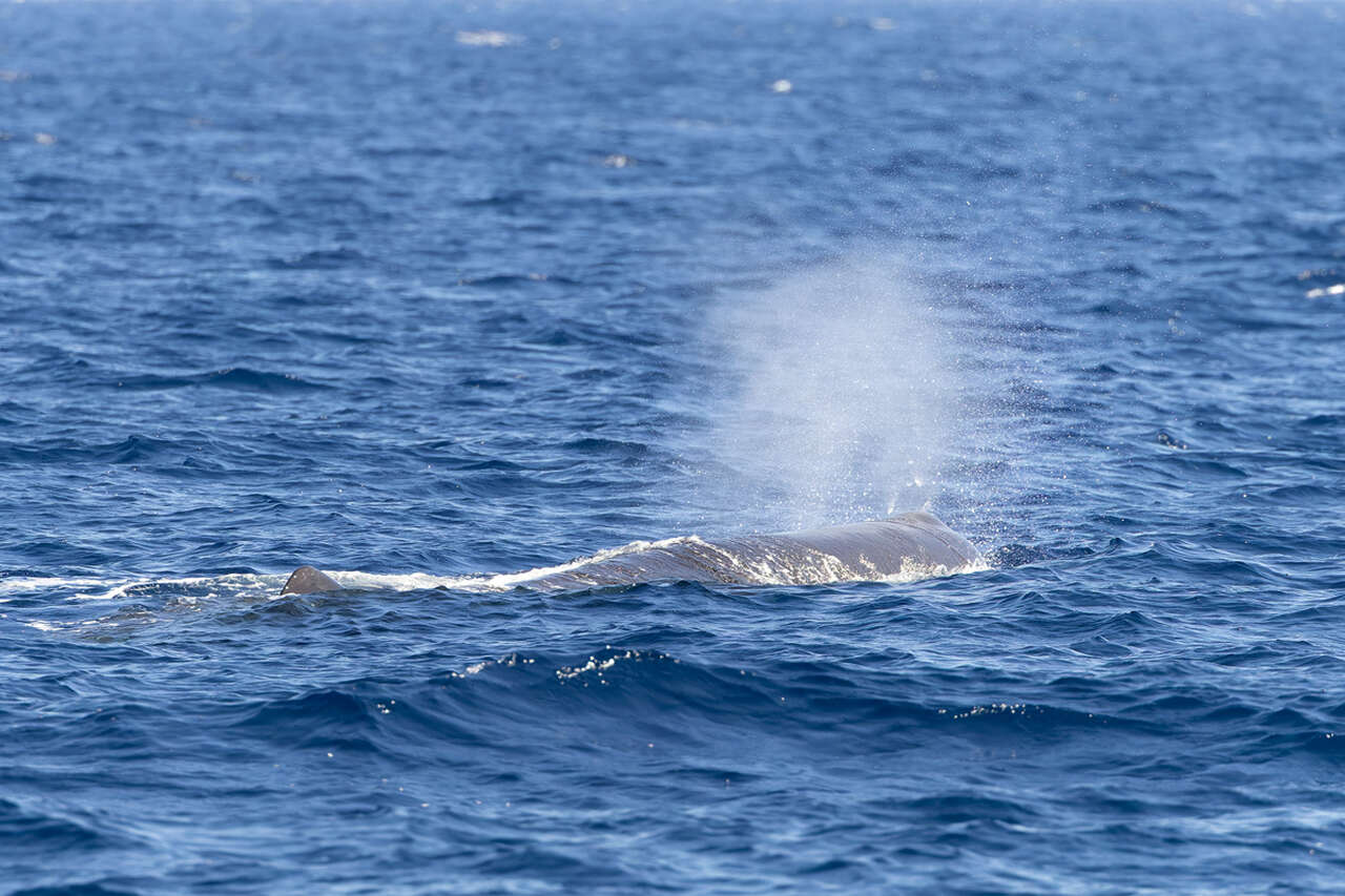 Cachalot respirant à la surface de la Méditerranée