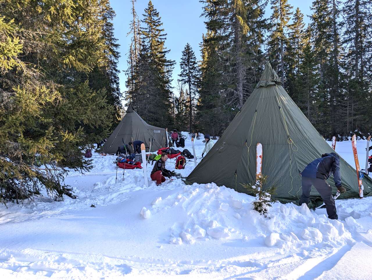 Campement hivernal dans le Jura, installation des tipis et pulkas en forêt
