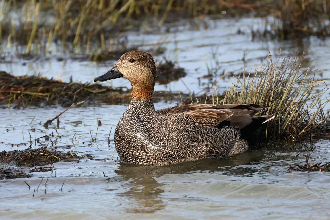 Canard chipeau nageant dans une zone humide du Marais poitevin