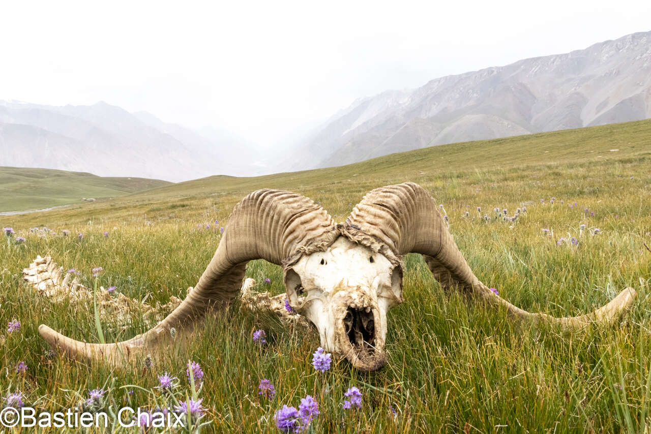 Carcasse de mouflon de Marco polo ou Argali  (Ovis ammon polii) - Voyage Amarok l'Esprit Nature