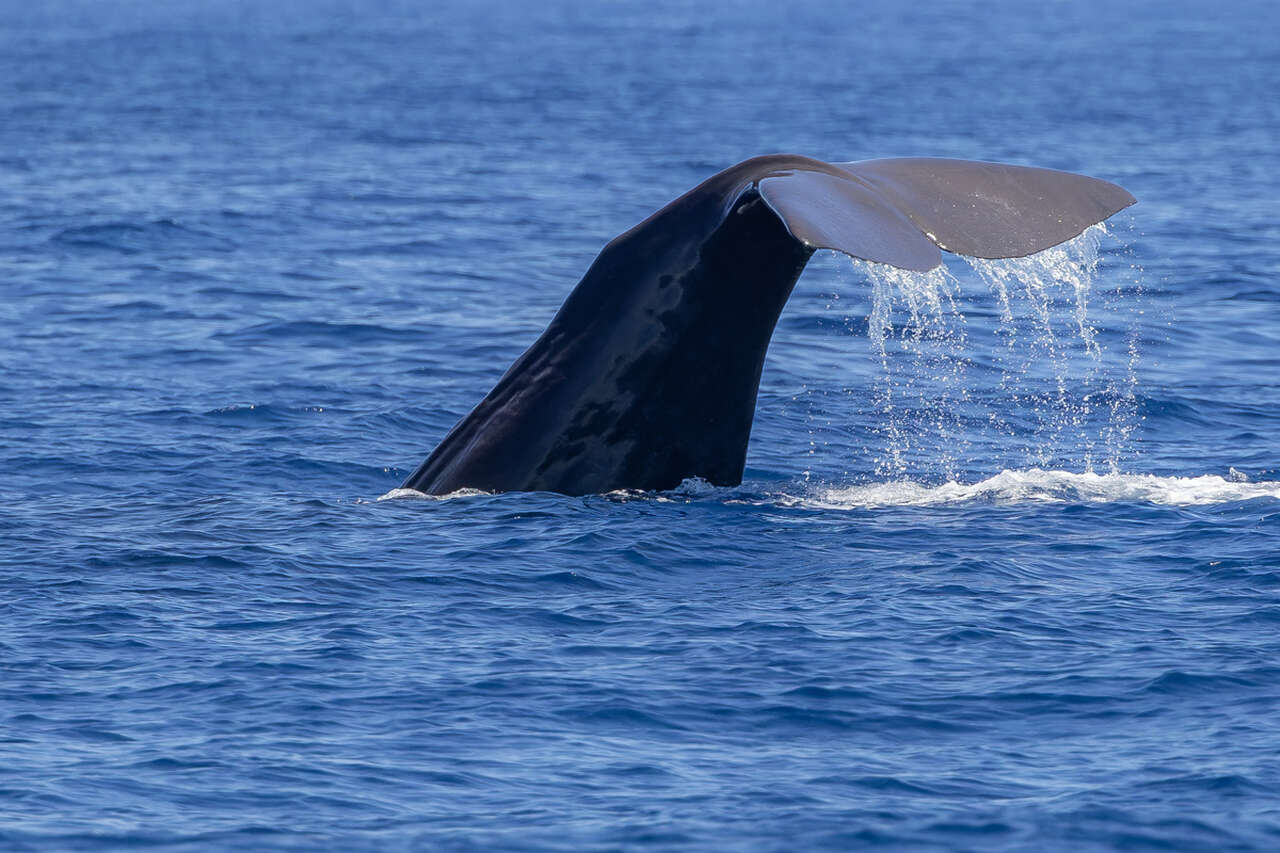 Caudale de cachalot en Méditérranée