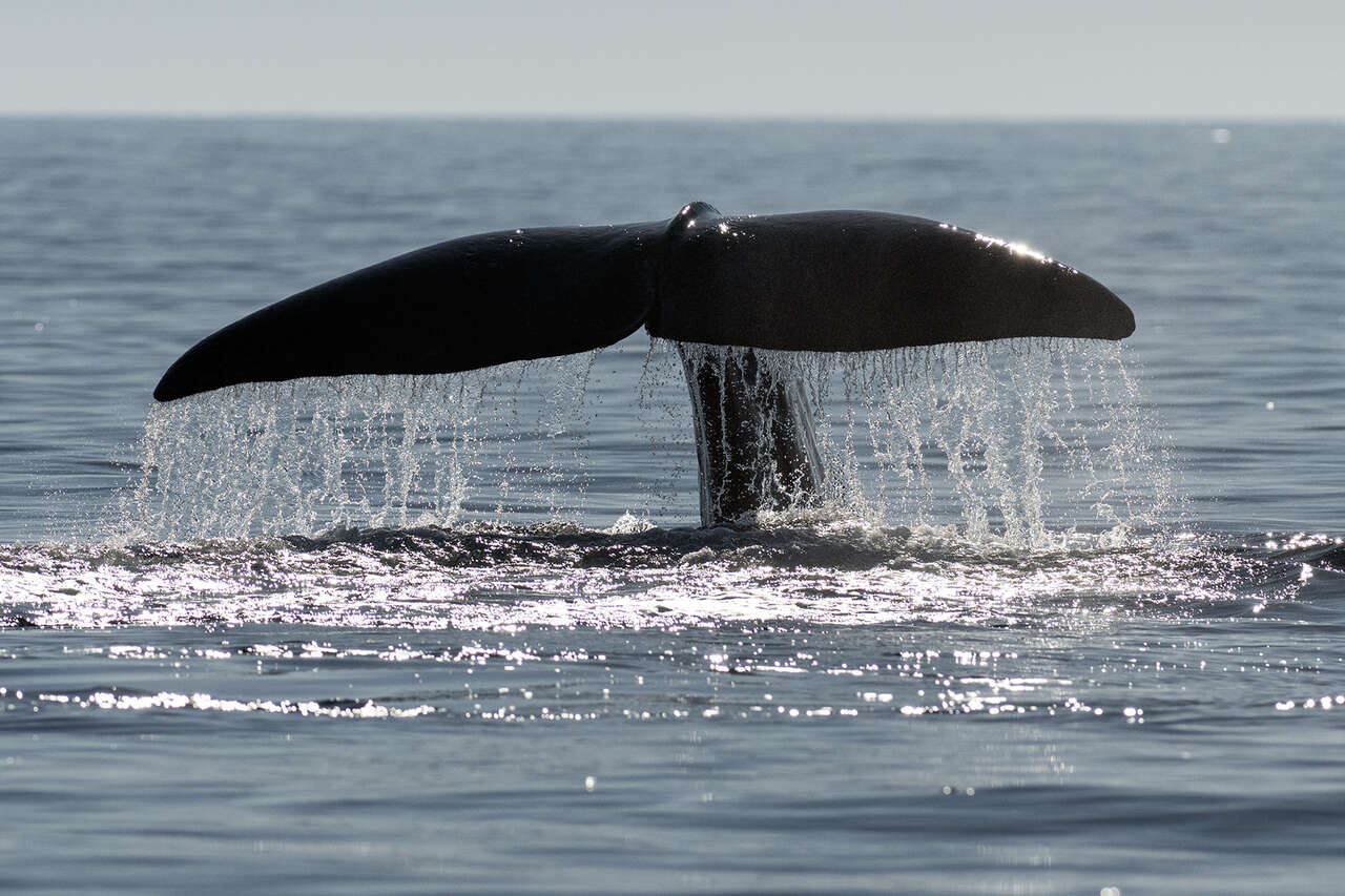 caudale de cétacé en Méditerranée – observation de rorqual au large de la Provence