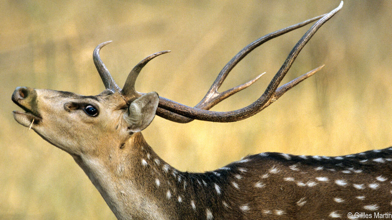 Cerf axis mâle (chital), proie du tigre du Bengale, dans le parc national de Bandhavgarh en Inde