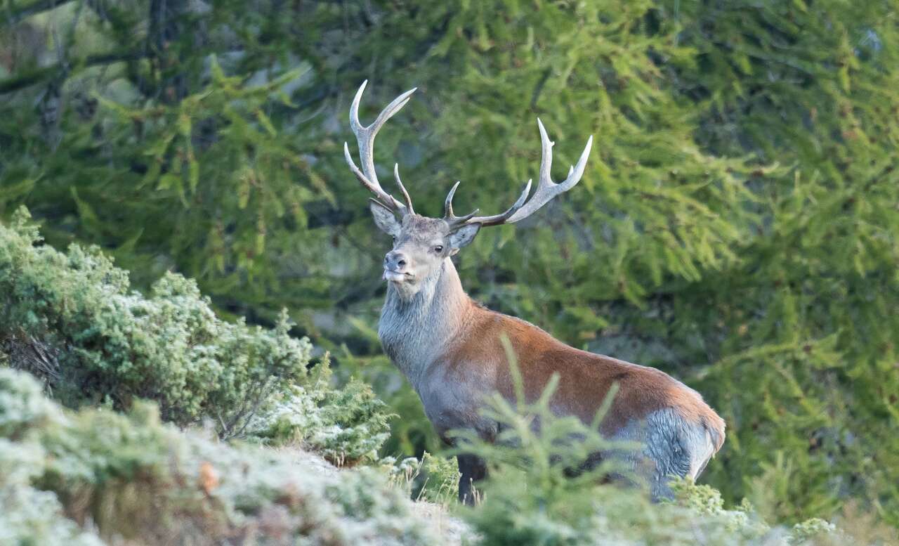 Cerf dans la forêt