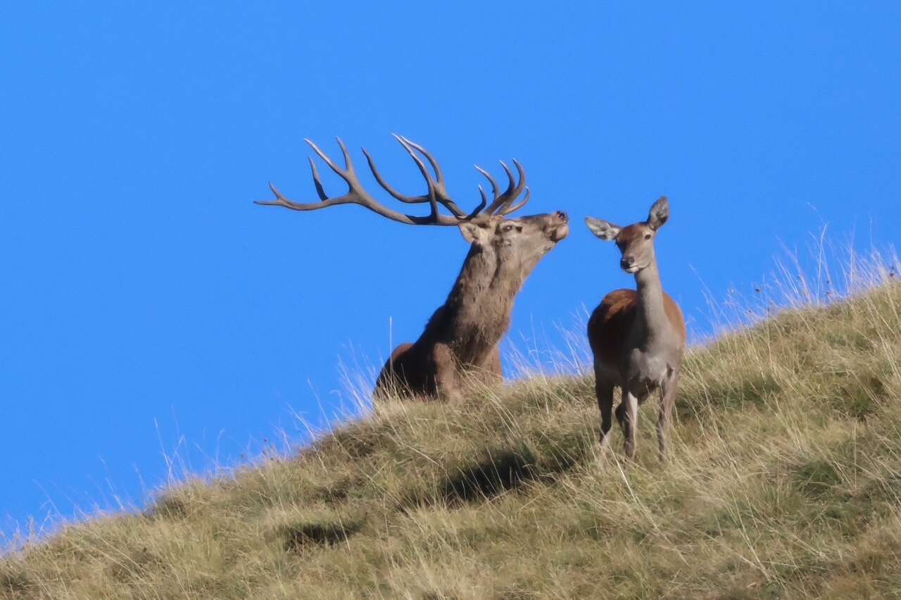 Cerf élaphe aux bois imposants accompagné d'une biche sur une prairie de montagne dans les Abruzzes