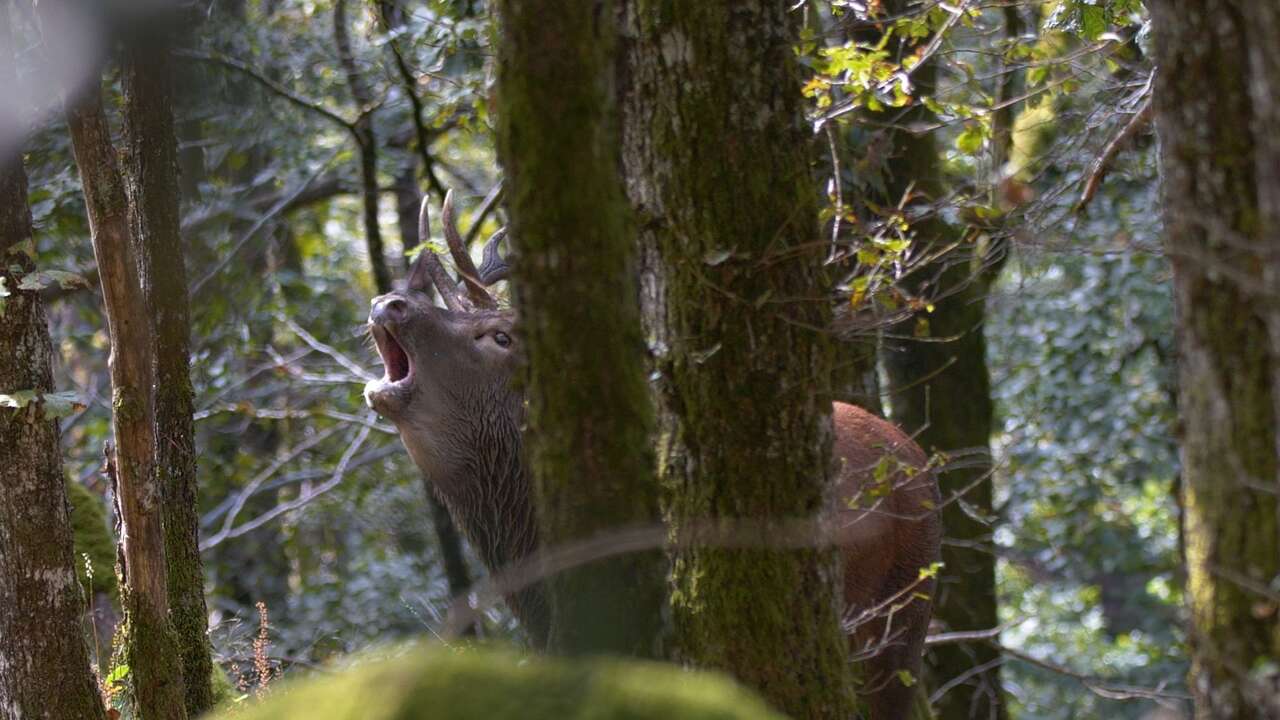 Cerf élaphe bramant au cœur d’une forêt du Cantal