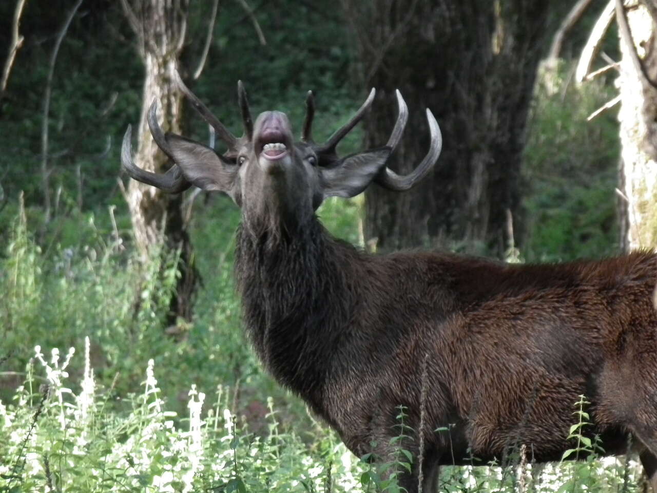 Cerf élaphe (Cervus elaphus) en plein brame dans une clairière des Abruzzes – Observation Amarok l’Esprit Nature