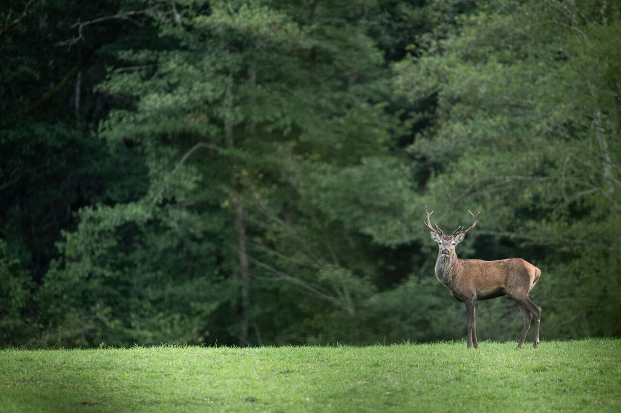 Cerf élaphe dans une prairie en lisière de forêt dans le Cantal
