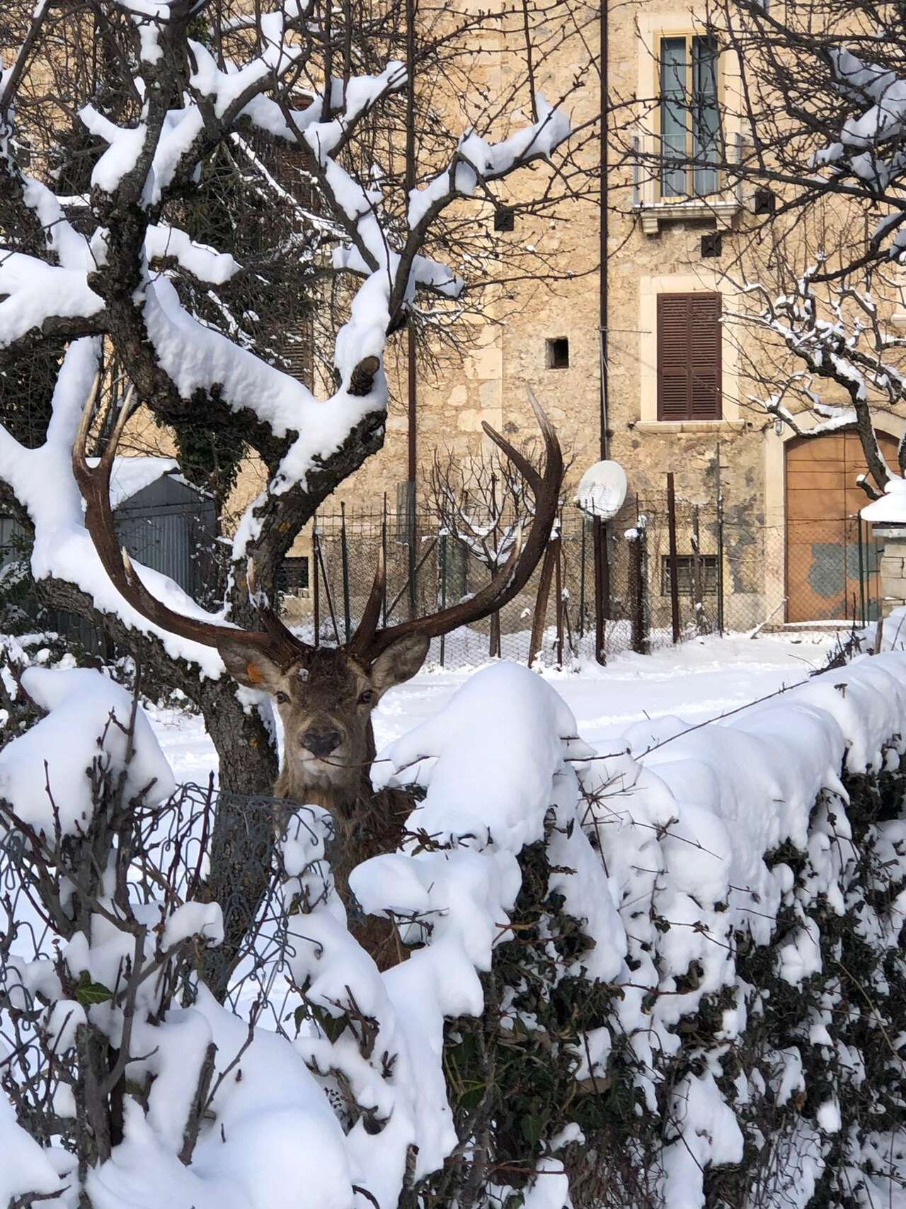 Cerf élaphe mâle dans un verger enneigé au cœur d’un village des Abruzzes – observation hivernale avec Amarok l’Esprit Nature