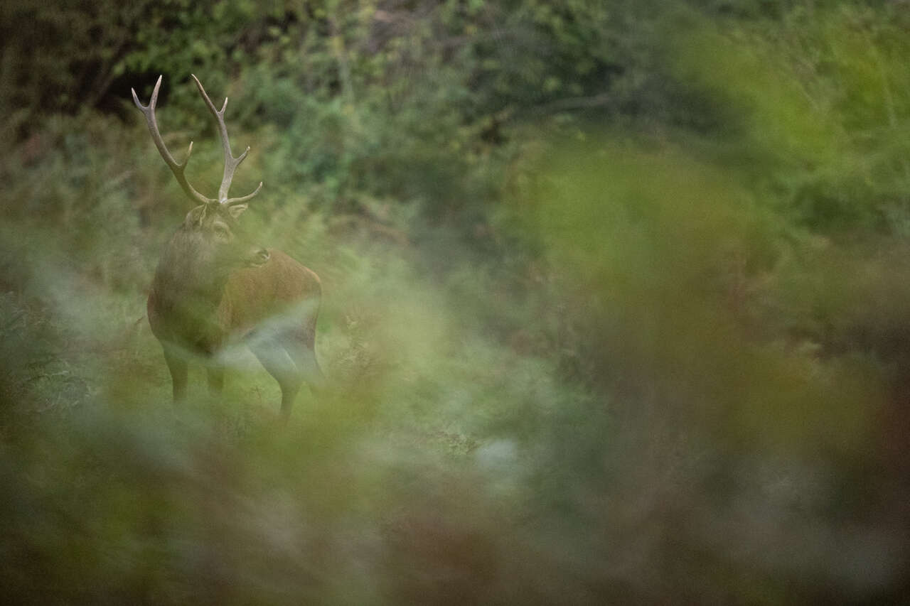 Cerf élaphe observé à travers la végétation pendant le brame en Auvergne