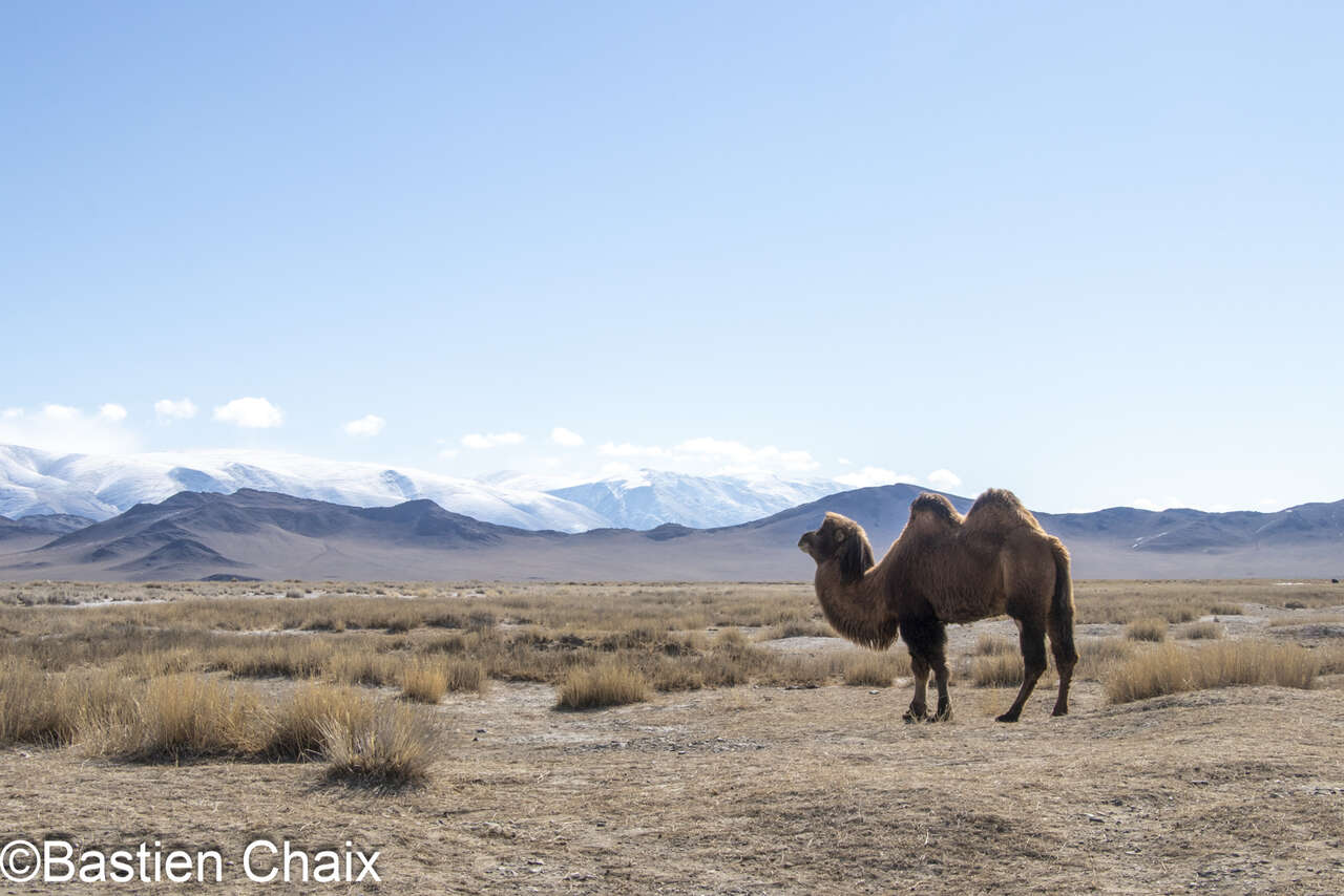 Chameau de Bactriane domestique (Camelus bactrianus) dans l' Altai - Voyage Amarok l'Esprit Nature