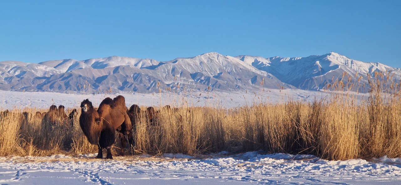 Chameaux de Bactriane parmi les roselières enneigées de la région de Khar Us Nuur, en Mongolie.