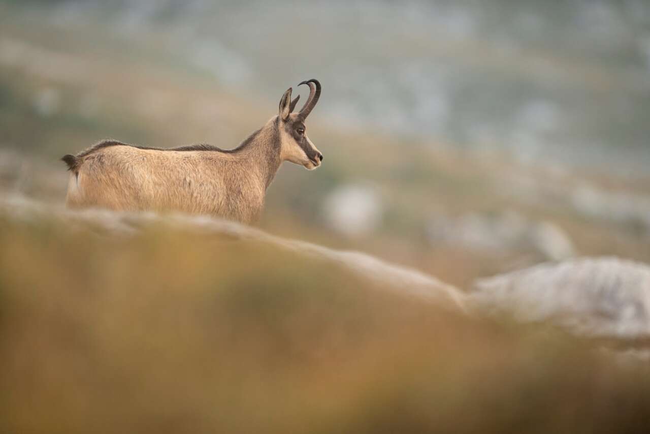 Chamois
