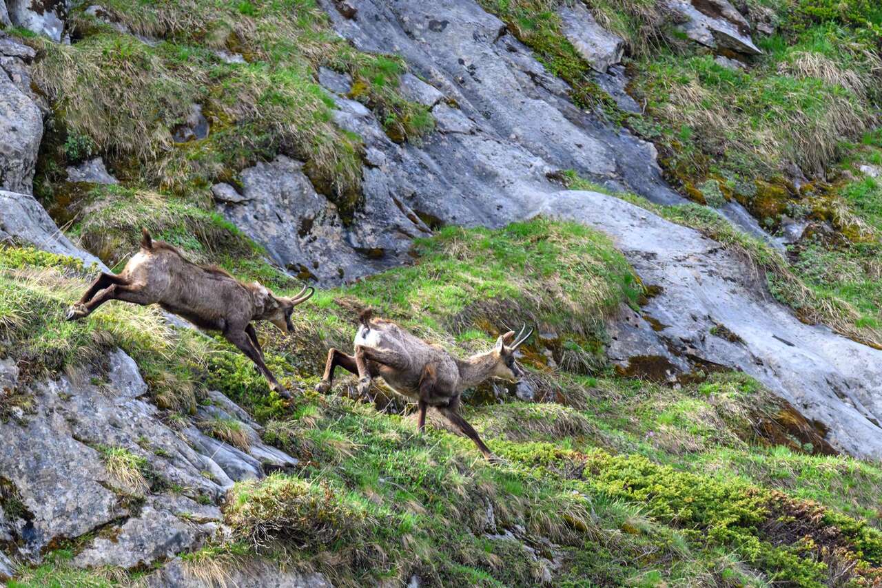 Chamois courant sur une pente rocheuse dans les Alpes au printemps