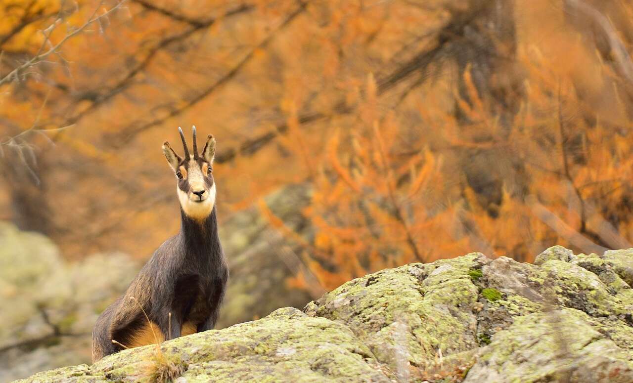 chamois sur rocher couleur automne
